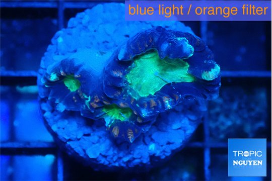 Caulastrea tiger green 3 polyps WYSIWYG acclimaté