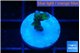 Anacropora green 1-2 cm WYSIWYG acclimaté