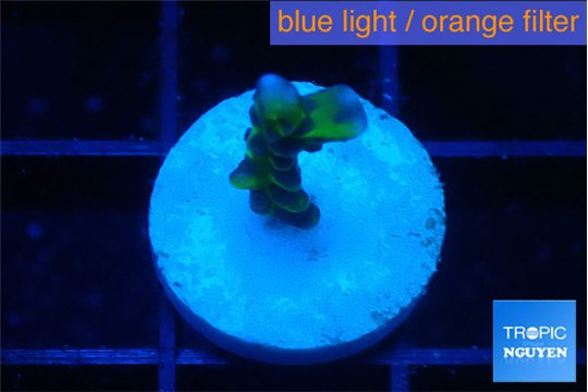 Anacropora green 1-2 cm WYSIWYG acclimaté