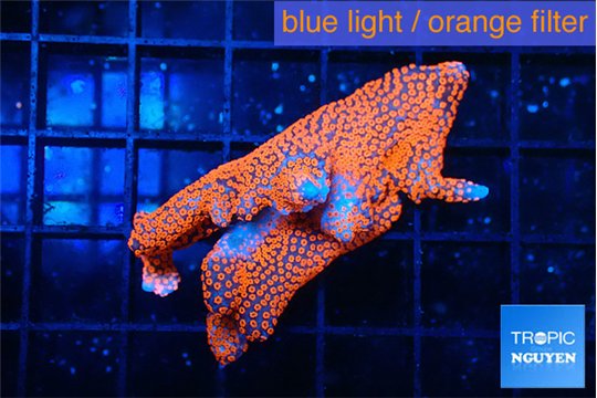 Montipora digitata bubble gum 3-4 cm WYSIWYG acclimaté