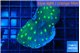 Echinopora lamellosa neon green spot 3-4 cm WYSIWYG acclimaté