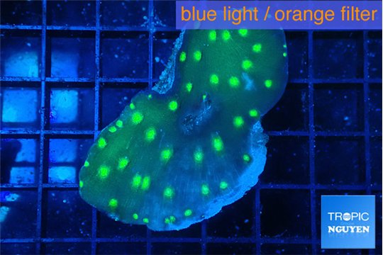 Echinopora lamellosa neon green spot 3-4 cm WYSIWYG acclimaté