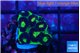 Favia green dragon 2-3 cm WYSIWYG acclimaté