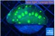 Echinopora lamellosa neon green spot 3-4 cm WYSIWYG acclimaté