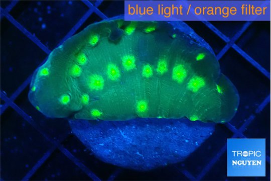 Echinopora lamellosa neon green spot 3-4 cm WYSIWYG acclimaté