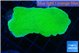 Montipora green cap 4-6 cm WYSIWYG acclimaté