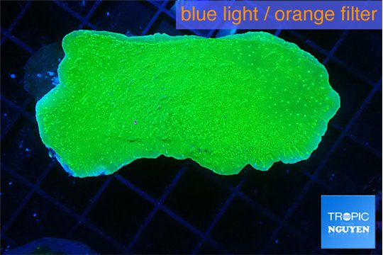 Montipora green cap 4-6 cm WYSIWYG acclimaté