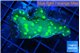 Echinopora lamellosa neon green spot 3-4 cm WYSIWYG acclimaté