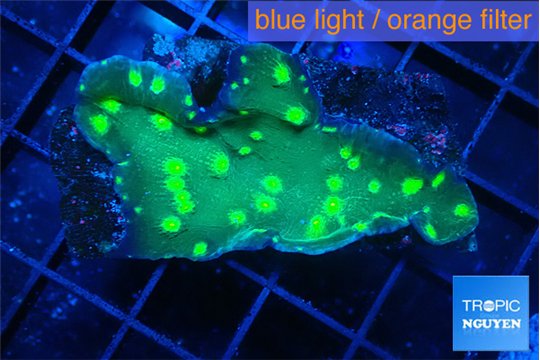 Echinopora lamellosa neon green spot 3-4 cm WYSIWYG acclimaté