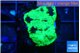 Favia reverse green 3 cm WYSIWYG acclimaté