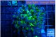 Euphyllia paraancora green purple 4-7 cm WYSIWYG acclimaté