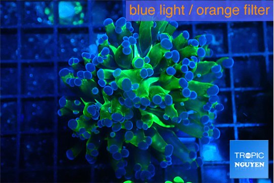 Euphyllia paraancora green purple 4-7 cm WYSIWYG acclimaté
