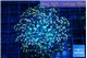 Euphyllia yaeyamaensis purple mango 5-8 cm WYSIWYG acclimaté