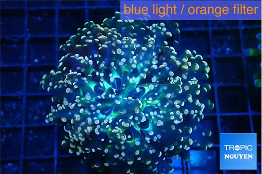 Euphyllia yaeyamaensis purple mango 5-8 cm WYSIWYG acclimaté