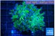 Euphyllia paraancora green purple 4-7 cm WYSIWYG acclimaté