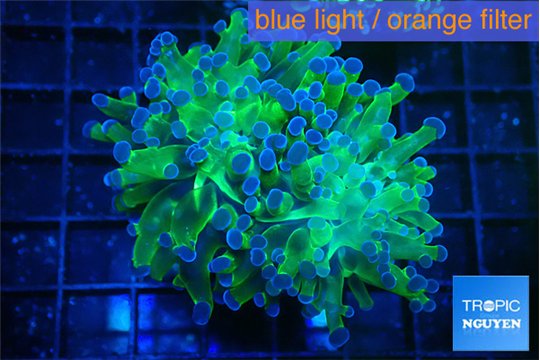 Euphyllia paraancora green purple 4-7 cm WYSIWYG acclimaté