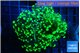 Euphyllia yaeyamaensis green 5-7 cm WYSIWYG acclimaté