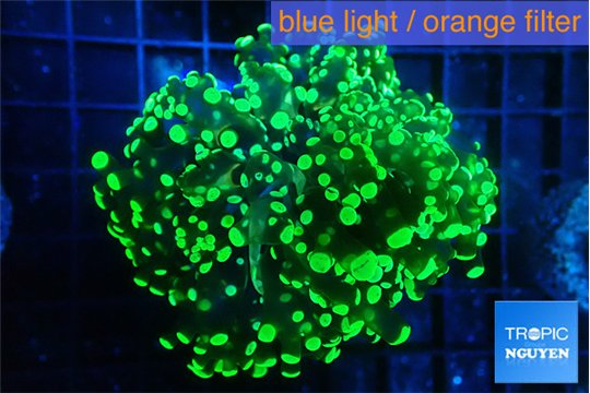 Euphyllia yaeyamaensis green 5-7 cm WYSIWYG acclimaté