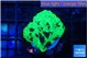 Favia reverse green 3 cm WYSIWYG acclimaté