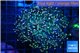 Euphyllia yaeyamaensis purple mango 5-8 cm WYSIWYG acclimaté