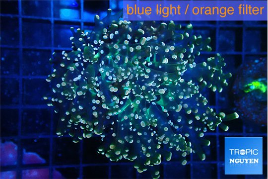 Euphyllia yaeyamaensis purple mango 5-8 cm WYSIWYG acclimaté