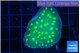 Echinopora lamellosa neon green spot 3-4 cm WYSIWYG acclimaté