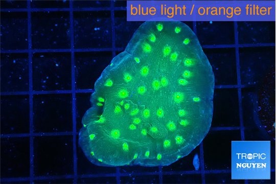 Echinopora lamellosa neon green spot 3-4 cm WYSIWYG acclimaté