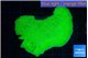 Montipora green cap 4-6 cm WYSIWYG acclimaté