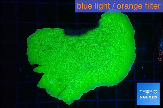 Montipora green cap 4-6 cm WYSIWYG acclimaté