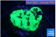 Favia reverse green 3 cm WYSIWYG acclimaté