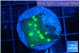 Echinopora lamellosa neon green spot 2 cm WYSIWYG acclimaté