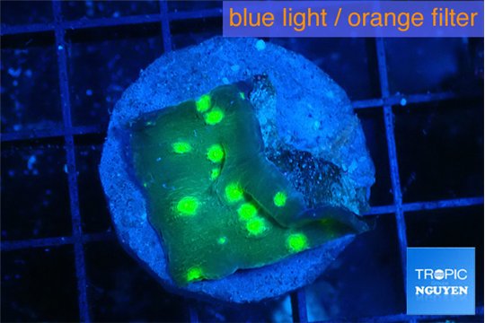 Echinopora lamellosa neon green spot 2 cm WYSIWYG acclimaté