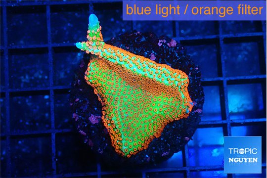 Montipora red fire forest 3-4 cm WYSIWYG acclimaté