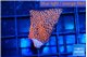 Montipora digitata bubble gum 2 cm WYSIWYG acclimaté