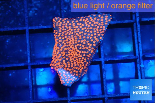 Montipora digitata bubble gum 2 cm WYSIWYG acclimaté