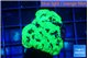 Favia reverse green 3-4 cm WYSIWYG acclimaté