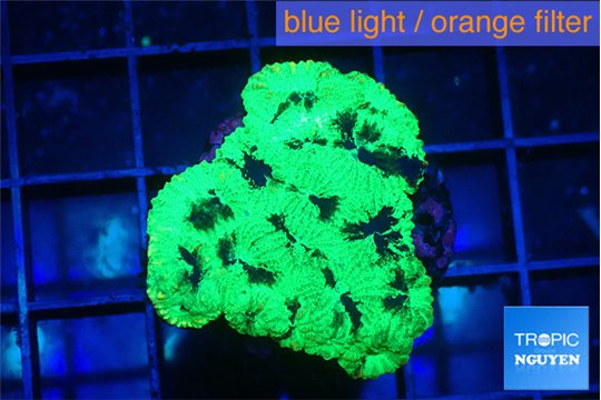 Favia reverse green 3-4 cm WYSIWYG acclimaté