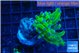 Euphyllia paraancora green purple 3-5 cm WYSIWYG acclimaté