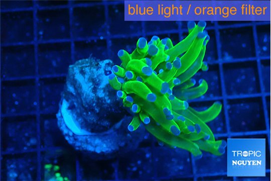 Euphyllia paraancora green purple 3-5 cm WYSIWYG acclimaté