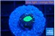 Caulastrea tiger green 1 polyp WYSIWYG acclimaté