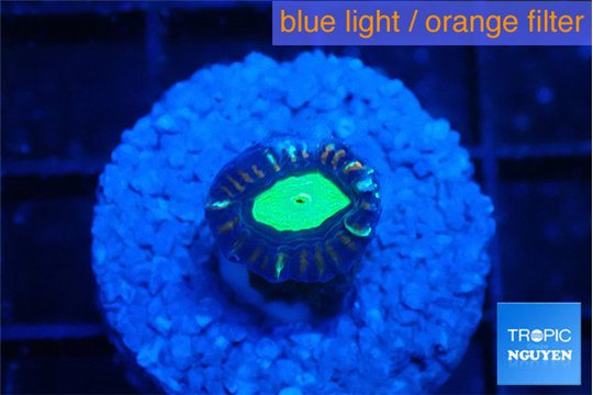 Caulastrea tiger green 1 polyp WYSIWYG acclimaté