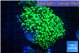 Euphyllia yaeyamaensis green 5-7 cm WYSIWYG acclimaté