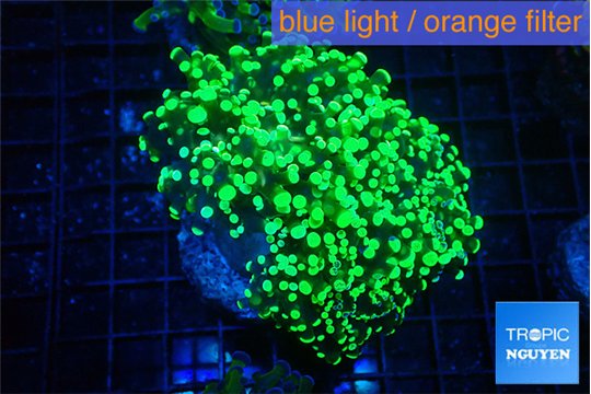 Euphyllia yaeyamaensis green 5-7 cm WYSIWYG acclimaté