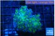 Euphyllia paraancora green purple 4-7 cm WYSIWYG acclimaté