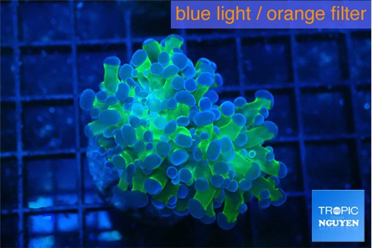 Euphyllia paraancora green purple 4-7 cm WYSIWYG acclimaté