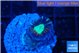 Caulastrea tiger green 1 polyp WYSIWYG acclimaté