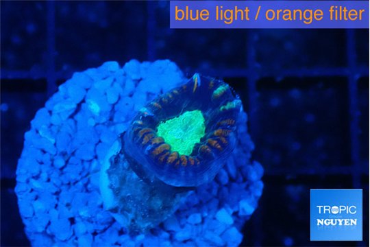 Caulastrea tiger green 1 polyp WYSIWYG acclimaté