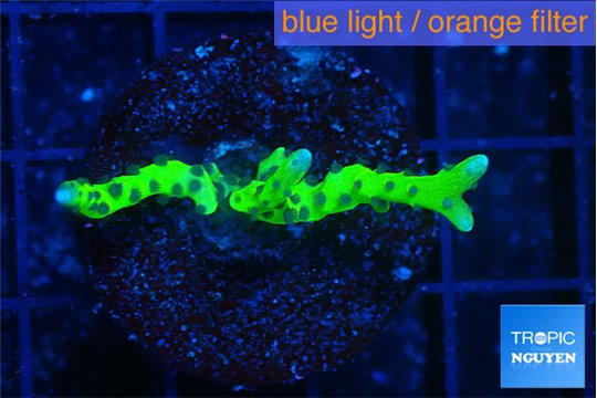 Anacropora green 2-3 cm WYSIWYG acclimaté