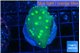 Echinopora lamellosa neon green spot 2-3 cm WYSIWYG acclimaté