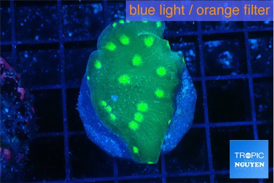 Echinopora lamellosa neon green spot 2-3 cm WYSIWYG acclimaté